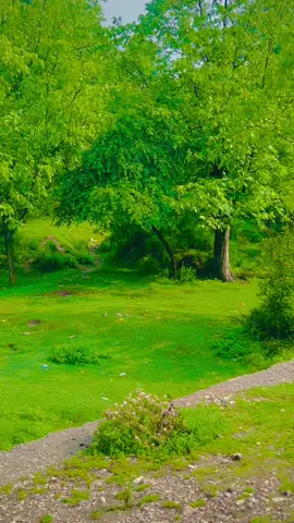 بہت کوشش کرتا ہوں اچھی  ویڈیوز  بنانے کیلیکن وائرل نہیں ہوتی@mariemalik7001 @zahidkhan_111 #saeedkhan5424 #burhan_tv #tiktokpakistan #foryoupage