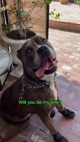 Dog moms be like… @evelyngonzalez  @Justus Delgado  @Timmy Josten #dogs #dogmom #dogmomlife #dogmomlife🐾🐶 #dogmomlifebelike #dogsoftiktok #dogstory #dogsvideo #doglover