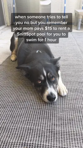 Just ✨apartment dog things ✨ #arizonadog #sniffspot