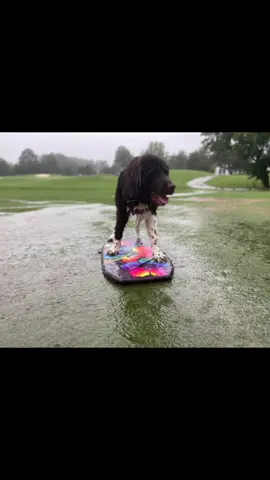 Rainy days are his favorite days #newfoundland #dogsoftiktok #6months #trending #puppiesoftiktok #waterdogs #animalsoftiktok #cute #newfy #fyp