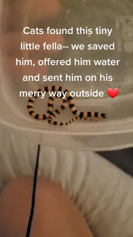 #catsoftiktok #snakes #tiny #rescue #desertdweller
