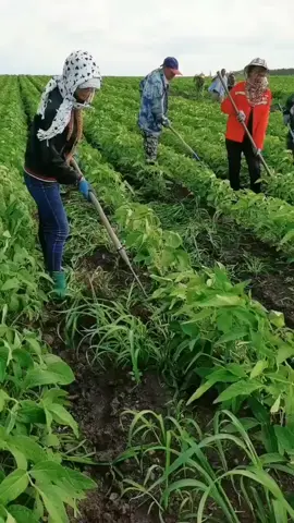Manual Weeding On The Soybean Field  Original Sounds #StressRelief #digging #satisfying #farmlife