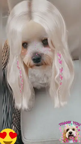 #pretty#dog#of#tiktok#fyp#viral#