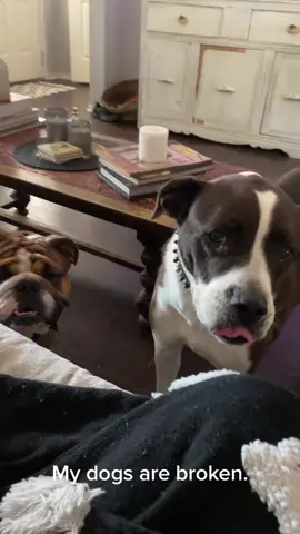 Zero F’s given #headtiltcheck #dogs #englishbulldog