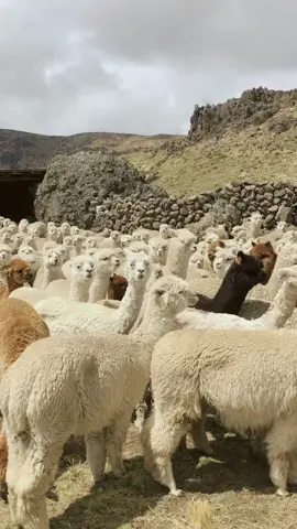 Alpacas en Huancavelica 🦙🍃...#peru #travel #alpaca #huancavelica #speechlessplaces #tik#tiktoktravelryou #adventure #traveltok #fyp #viral #fy#traveltiktok #travel #travelthrowback#travelbucketlist #traveldiaries #peru🇵🇪 #traveltheworld #viajar #outdo#Outdoorscasoftiktok #alpacalove