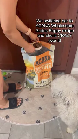 Let’s feed my growing puppy! We recently switched Tofu to ACANA Wholesome Grains Puppy recipe! I love that it’s been a strong building block to set her up for the transition to an ACANA adult recipe in the future! It’s crafted with 65% quality animal ingredients (with NO artificial flavors, colors, or preservatives ever added in the ACANA kitchen) which is essential for a growing puppy. I love that they go above and beyond in every step of crafting this food. Visit the link in bio to learn more! #ACANAfamily #ACANApuppy #ACANA #sponsored