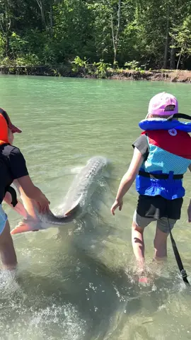 What a sight to see 🥰 would you bring out your family to experience this? #family #familyfishing #fishingtrip #fishing #sturgeon #whitesturgeon #fishwithyves #letsgofishing #fraserriver #fraserriversturgeon