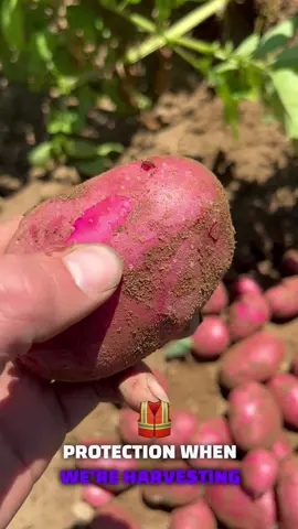 The most beautiful #potatoes soon to be at #local stores #farmers #potato #eatlocal #fypシ #surrey #vancouver