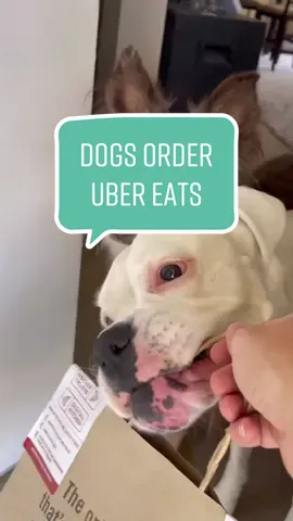 Don’t worry we’ll fend for ourselves 😬 #funnydogs #whiteboxers #skits #boxers #boxerdogs #funnydogvideos #funnyvideos #dogmemes #dogcomedy #comedy #funny #dogskit #chipotle #oculus #ubereats #dogsorderubereats #dogsorderchipotle