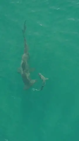 When a 1300lb hammerhead shark eats a 6ft shark! #nature #sharks #drone #wildlife #hammerhead