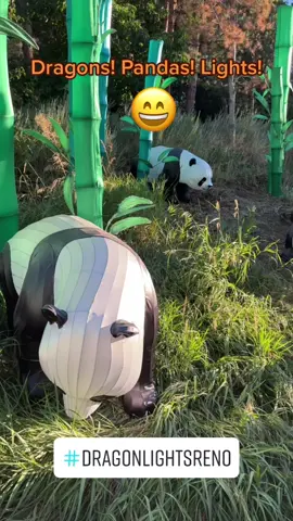 Dragon Lights exhibit with PANDAS! 🐼🐼🐼