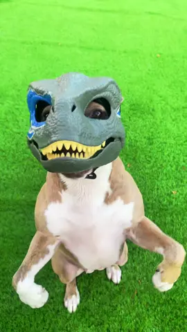 If you look straight ahead,. . . you’ll notice pit-a-saurus-rex in its natural habitat. #welcometojurassicpark #dinodog #indiegirl