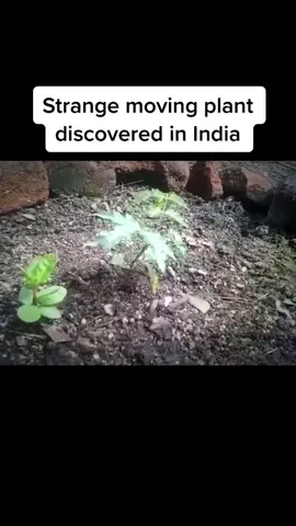 This strange plant has a life of its own and moves without any interaction from outside sources #oliviatwistmysteries #mystery #plant #nature #india #miraculous #strange #unique