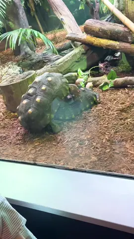 Turtles getting it lol #tortugas #zoo #turtlesoftiktok #turtles