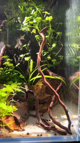 Morning sun #plantedtank #aquascape #fishtank #aquarium #fyp #tiktok #interesting #vibe #cozy #vibe