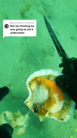 Replying to @lizzielor_  At least it’s fresh🤙 #spearfishing #flouder #freedive #scallops #underwatereating