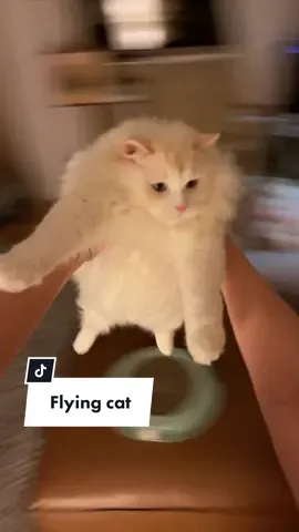 Who knew cats could fly? #delilahanddecklyn #flamepoint #catsoftiktok #cutecat #ragdollcat #cats #catlover #kitten #fyp #foryoupage #ragdollkitten #cat #fluffycat #kittensoftiktok #funnycat