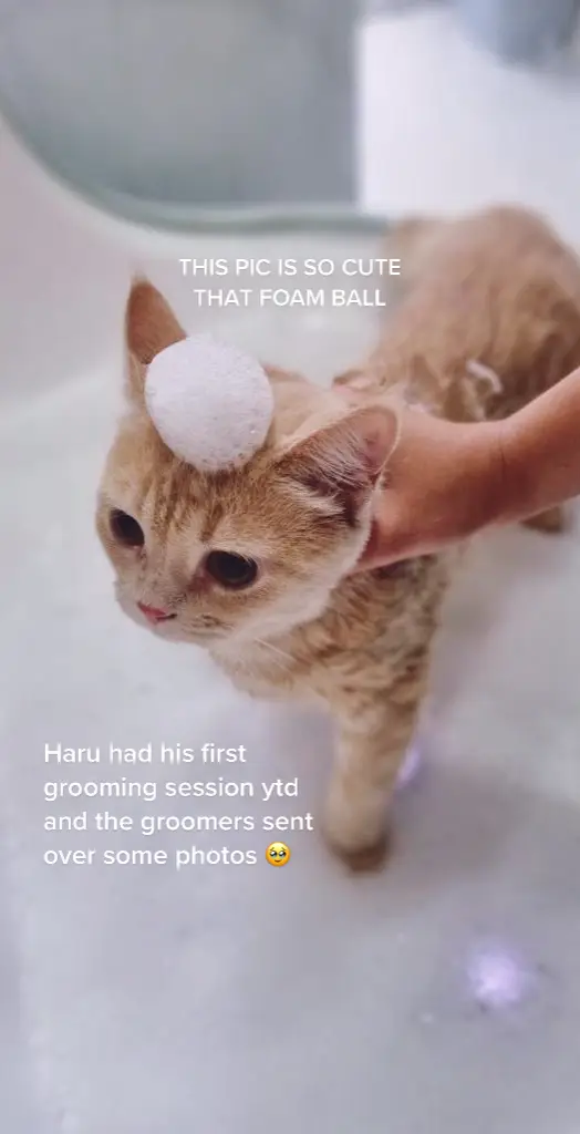 WHO IS THIS HANDSOME BOY 🥹 thank you @goodlifecat.sg for grooming Haru!!! 🥰