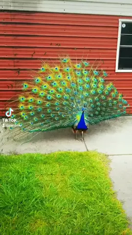 🦚💖A peacock I know very well fell in love and serenaded me.🤣 #peacocksoftiktok #birdsoftiktok  @jillymayclampett @jplotus7 @chickchooks @quailmom @jillymayclampett @jplotus7 @christinacagle954 @amys_acres @banhdaygio @kaboomgirl @hansenhouse1 @romebougere @redressingtheglobe @hache_brohames @ejstillings @tonyalynnart @pure_essence_sounds @mamawirgau @zoomomof3 @meredeathlkay @dafuqins @k.c.rush @breezybfosters @kstar_87 @noelduartefilms @t_bird.aka.tracy @backwoods.blondie @wanderflorida @chickchooks @chakrachickens @rejfarm @animal.farm_editzzz @lil_quackers_farm @sillybackyardchickens @crazycritters79 #peacocks #Love #iloveyou  #birdsong  #peacocksong  #loveisintheair  #killingmesoftlywiththissong  #crazycritters  #cute #funny  #funnyvideos  #seranade  #seranademe  #farmlife  #bird  #birds #sillyanimals