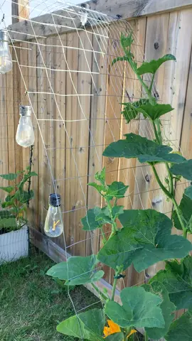 First ever pumpkin trellis #gardentok #pumpkin #pumpkinseason #climbingvine #trellis #arch #pumpkintrellis #pumpkinarch #gardening #fyp #viral #vines #pumpkinvine