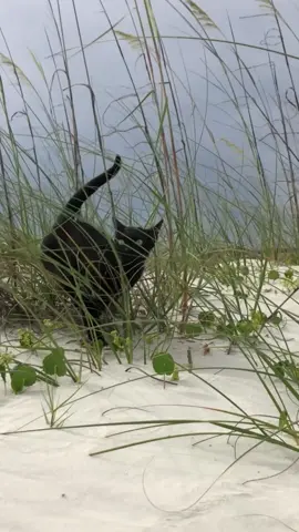 Not a hound dog, but didn’t skip core training days either. #catsoftheday #beachcat #kittytok #kittycat