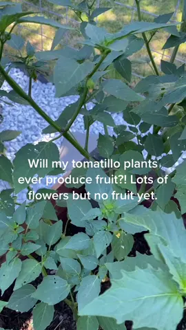 #GradeUpWithGrammarly #singingtexttospeech #tomatillos #tomatillo #gardening #gardening101 #gardenhelp #Summer #FilmTeyvatIslands