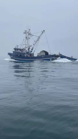 Squid Frenzy #fishtok #squid #fish #friendliestcatch #fisherman #crab #santacruz #oceano #sushi #nature #ocean #sushi #bigfish #catfish #sea #deadliestcatch  #boating #boatlife