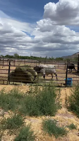 The bog boy going after a bale of hay. #texaslonghorns #ranchtok #farmlife #yellowstone #1883 #rancherwade #ranchlife #cowboy #farmtok #cowtok #utah