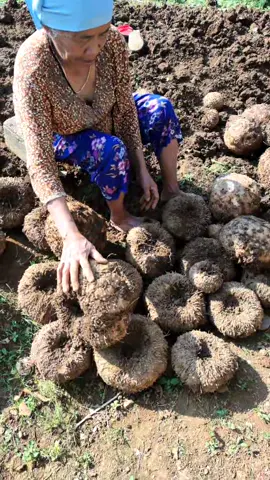 PANEN PORANG LAGI LORR..SEMOGAN MENCUKUPI KEBUTUHAN SEHARI HARI SIMBOK#AQUADULU