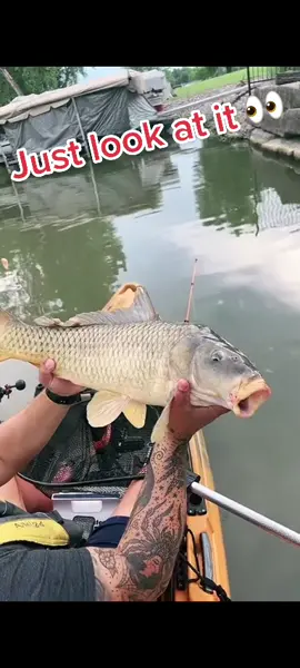 Would ya look at this? #justlookatit #carp #fyp #kayakfishing #fishing #oldtownkayaks
