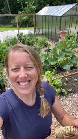 Another week another garden harvest! What would you make with this haul? #gardening #garden #gardentok #harvest #growfoodnotlawns #garden101 #gardening101 #gardeningtips #harvesttime #growyourownfood