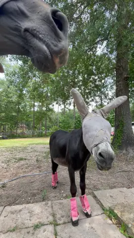 Enjoy a tiny tune and 60s of orange juice making bliss from #montethesingingdonkey and brudder Ace. 🥰🍊 hope you’re all having a relaxing Sunday!💓 #montethesingingdonkey #emptybowlblues #farmyardopera #farmyarddrama #yardgoblin #FilmTeyvatIslands #donkeysoftiktok #horsesoftiktok #texas #SnackTime #fyp #xyzbca #monteforpresident2024 #monte2024 #weekend #flygear