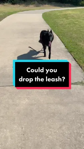 What would your dog do? #dogbond #DogTraining #dogtips #belgiansheperd #groenendael