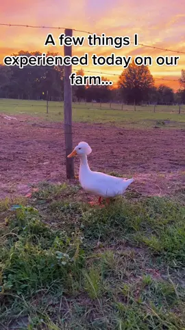 When I just sit back and watch, it’s amazing all thats going on around me#farmlife #farmtok #animaltherapy #animalkisses #livestockguardiandog #fuzzycows #goats #crazygoats