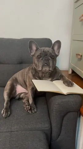 Dear Diary… #frenchiesoftiktok #PetsOfTikTok #dogsoftiktok #FilmTeyvatIslands