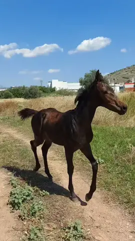 4 months old 🥰 #horse #black #dark #bay #darkbay #darkbayhorse #thoroughbred #mare #chesnut #thoroughbreds #horsegirl #fyp #foryou #foryoupage #horsesoftiktok #equestrians #horseriding #friezian #mix #tiktok