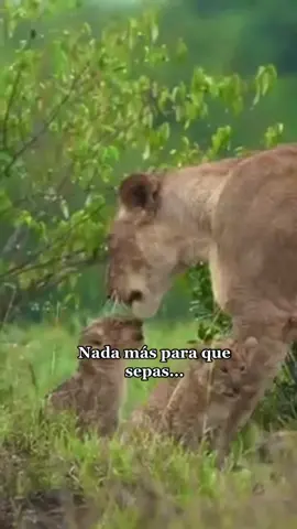 Exactamente soy una leona fiera para defender a mis #hijos #🥀🖤 #reflexion #mama #hijos #padres #mentepositiva #mujeresqueinspiran #esmeparati #esmelover🥀 #fyp #foryou #parati #viral #viralvideo #tiktokindia #fypシ