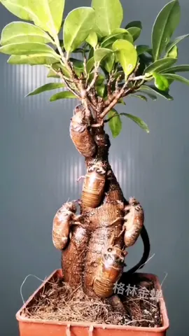 How moths are born