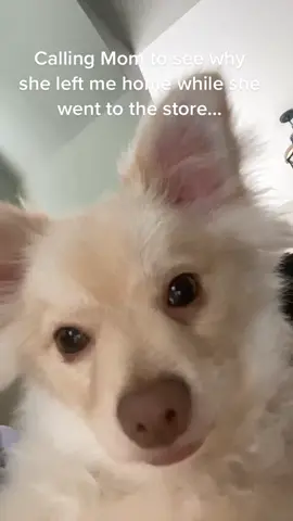 He loves to be wherever his Moms are at.  #waffles #puppy #pomeranian #pomchi #spoiled #facetime