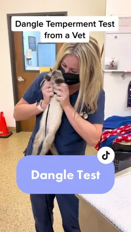 Duet me with your puppy or kitten! #vet #veterinarian #veterinariansoftiktok #vetmedlife #PrimeDayDreamDeals #cats #catsoftiktok #catlover #kittensoftiktok #fyp #foryoupage #kitten #kittensoftiktok2021