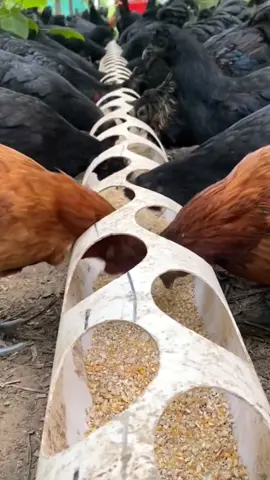 Smart trick to avoid them fighting#viral #DIY #farm #smart #tips #useful #idea #handmade #tipsandtricks #trick #chicken #USA #Vlog #ideatimes #foryou #fypシ