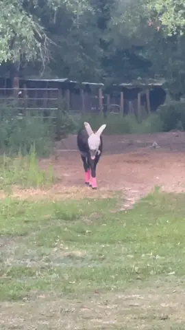 Hiw abiut some 6:15am #montethesingingdonkey #emptybowlblues for my early morning krewe?😜🙌 #ShowUrGrillSkillz #farmyardopera #farmyarddrama #yardgoblin #donkeysoftiktok #mathemeatloaf #monteforpresident2024 #monte2024