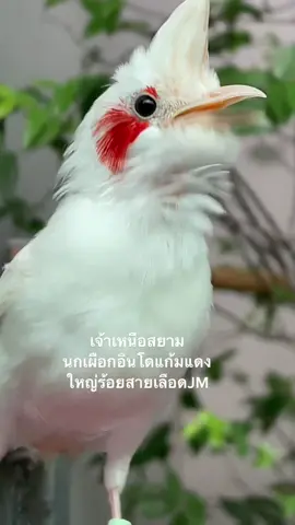 #แจ็คเชียงใหม่ฟาร์ม #นกหัวจุกลูกผสม #นกด่างเผือก #นกหัวจุกแฟนซีลูกผสม #