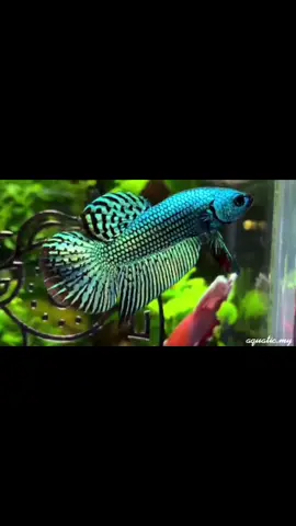 #aquarium #tropicalfish #bettafish #aquatic #terrarium #水族館 #斗鱼  #热带观赏鱼