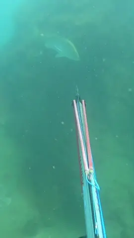 Fingermark were on! And sadly lost a thumper after this one 😢 #fyp #spearfishing #fishing 