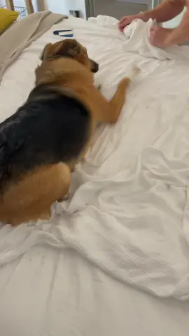No one is allowed to touch my bum bum #foryou #fyp #viral #trending #dog #dogtok #funny #pet