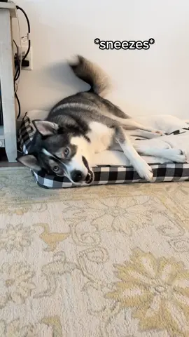 I think he’s upset he sneezed…? #SplashSummerVibe #fyp #foryoupage #huskiesoftiktok #dogsoftiktok #dogs