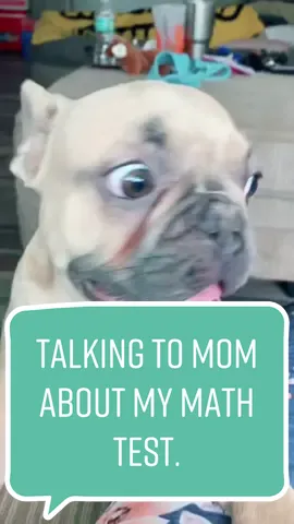 Did I get the question correct? #math #SplashSummerVibe #ShowUrGrillSkillz  #happy #fyp #timetodosomesketchyshit #viralvideos #cutepuppy #cutepuppies #cute #dogsoftiktok #comedy #trend #trending #fun #funnyvideos #funnymoments #funnydog #dog #frenchbulldog #frenchbull #viral #trendiing #trendy #puppy #foryou #foryoupage #fypシ #fypシ #like #follow #cutedog #cutebaby ##duet #momanddog #dogmom #dogmomlife #dogparents #dogparent #dogparentsoftiktok #dogparentchallenge #challenge #challenges_tiktok