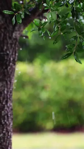 Tree 02 #freevideos #background #freestockvideos #stockvideos #copyrightfree #backgroundvideo #livebackground #trees