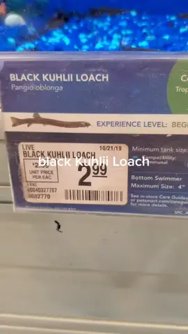 #blackkuhliloach  #blackkuhlii #fish #fishtank #aquarium